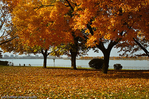 カナダの紅葉　Canadian Autumn leaves